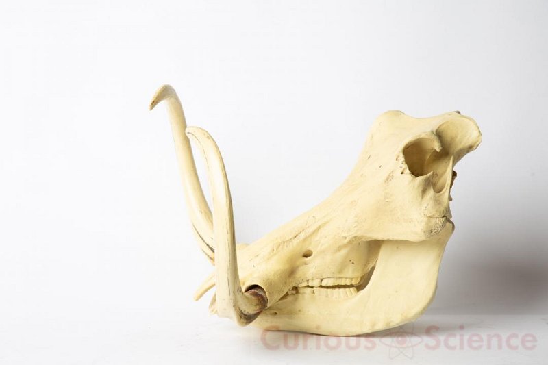 Warthog Skull